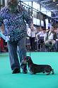 Crufts_dachshunds 122